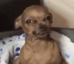 a brown dog sitting in a bed on top of a floor