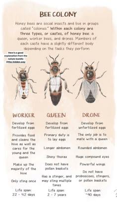 the bee colony poster is shown in three different colors