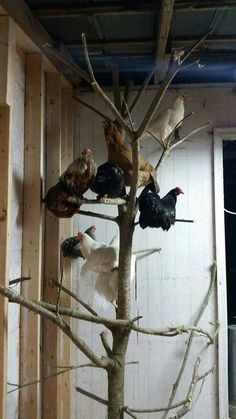 a group of chickens sitting on top of a tree in a room with wooden walls