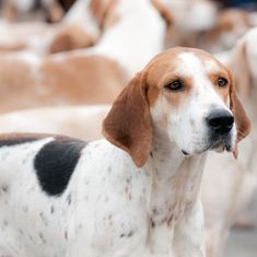 a group of dogs standing next to each other