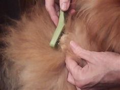 a person is brushing their dog's fur with a green brush