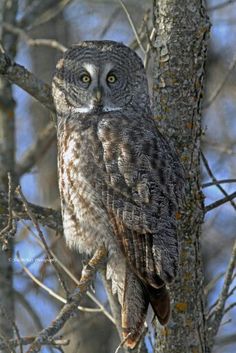 an owl perched on top of a tree branch