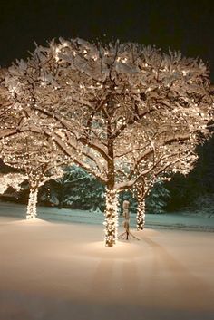 lighted trees in the snow at night with no leaves on them and one tree covered in white lights