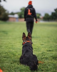 a dog is sitting in the grass near a person walking behind him on a leash