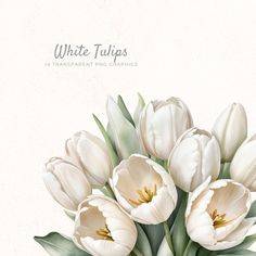 a bouquet of white tulips with green leaves