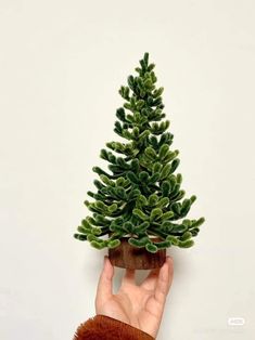 a hand is holding a small pine tree