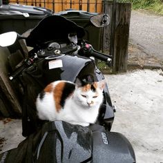 a cat sitting on the seat of a motorcycle