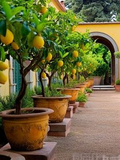 there are many lemon trees lined up in the courtyards and on the steps to the building