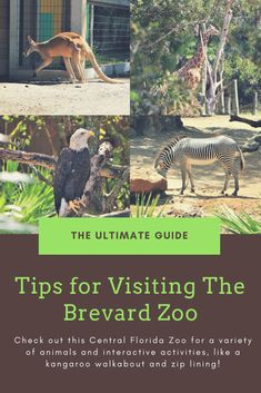 the ultimate guide to visiting the brevard zoo