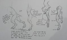 a drawing of some dogs with different body shapes