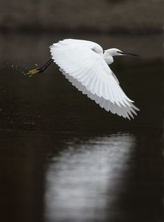 a white bird flying over water with its wings spread out and it's reflection in the water