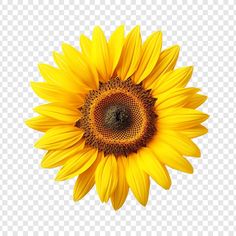 a large sunflower with yellow petals on it's head, against a white background