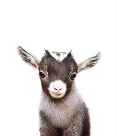 a baby goat standing up against a white background