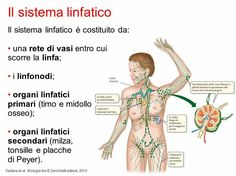 Muscle Anatomy, Learning Italian, Wellness Fitness, Beauty Wellness, Biology, Counseling, Massage