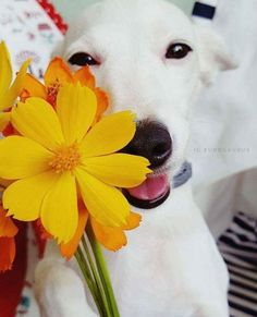 a white dog holding yellow flowers in its mouth