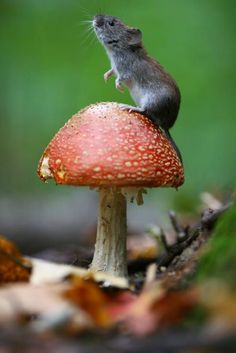 a mouse sitting on top of a mushroom