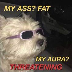 My Aura, Monday Mood, Reaction Pic, A Dog, Aura