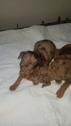 two puppies are laying on a white sheet