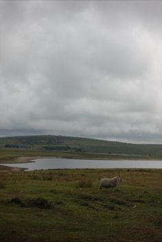 a sheep standing in the middle of a field near a body of water on a cloudy day