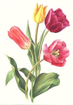 an illustration of three different colored tulips