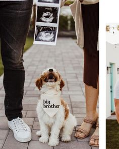 a dog wearing a bandana standing next to a woman holding a sign that says big brother