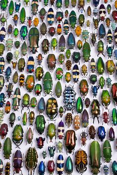 many different colored bugs on a white surface