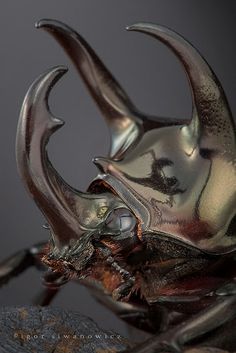 a close up view of an insect's head