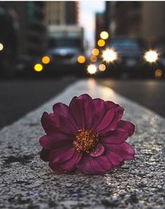 a purple flower sitting on the side of a road