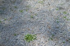 an animal standing on top of a gravel field