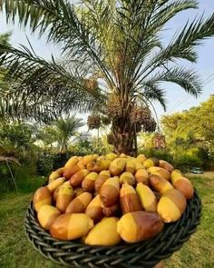 a basket filled with lots of fruit sitting on top of a lush green field