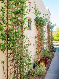 an outdoor garden with vines and flowers growing on the side of a building