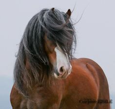 a brown and white horse standing on top of a grass covered field