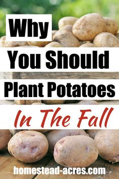 potatoes with the words why you should plant potatoes in the fall