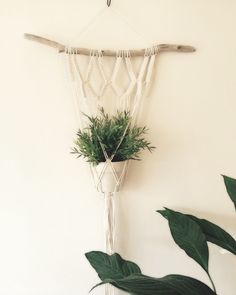 an instagram page with plants hanging on the wall