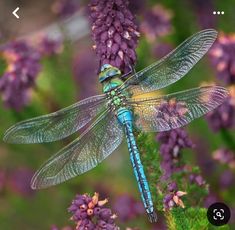 a blue dragonfly sitting on top of purple flowers