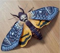 a blue and yellow moth sitting on top of a wooden floor