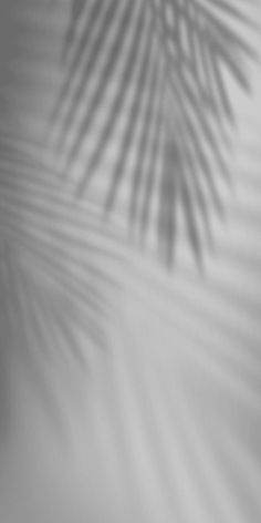 a black and white photo of a palm tree with its shadow on the wall behind it