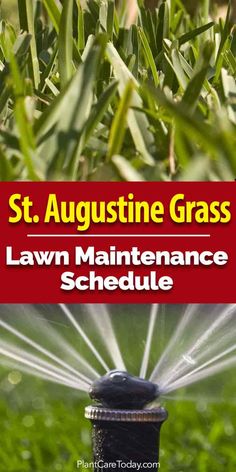 a lawn sprinkle with the words st augustine grass lawn maintenance schedule