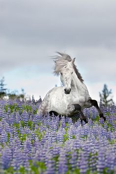 a white horse is galloping through a field of purple flowers