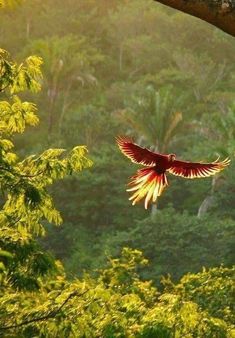 a large bird flying over a lush green forest