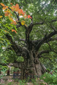 an old tree in the middle of a forest with lots of leaves on it's branches