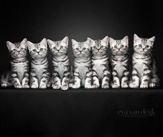 five kittens are lined up in a row on a black background with one looking at the camera