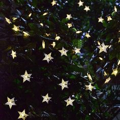 stars are hanging from the branches of a tree