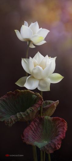 two white flowers sitting on top of green and red leaves in front of a purple background