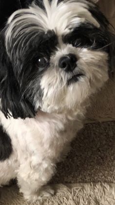 a small black and white dog sitting on the floor