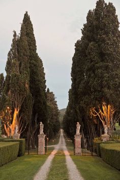 an image of a road going through some trees