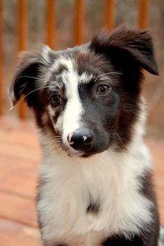 a black and white dog sitting on top of a wooden floor