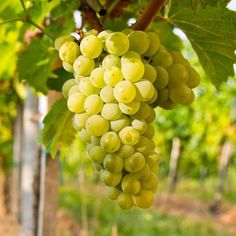 bunches of green grapes hang from the vine in an outdoor vineyard area, with trees and grass in the background