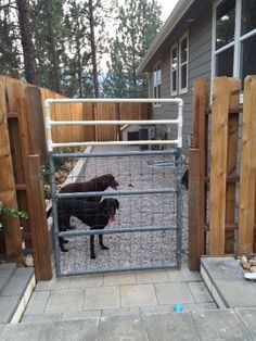 two dogs are standing in the gated area