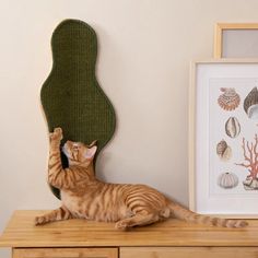 an orange tabby cat sitting on top of a wooden table next to a green chair